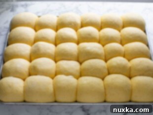 rolled and risen squash dinner rolls on a baking sheet, ready for the oven