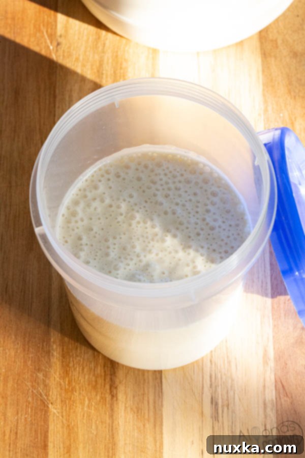Active and bubbly sourdough starter in a plastic container, ready for use or shipping