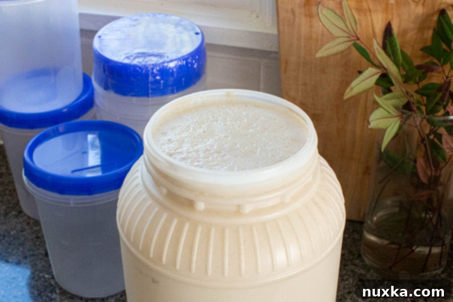 Where to buy a legitimate and robust sourdough starter online