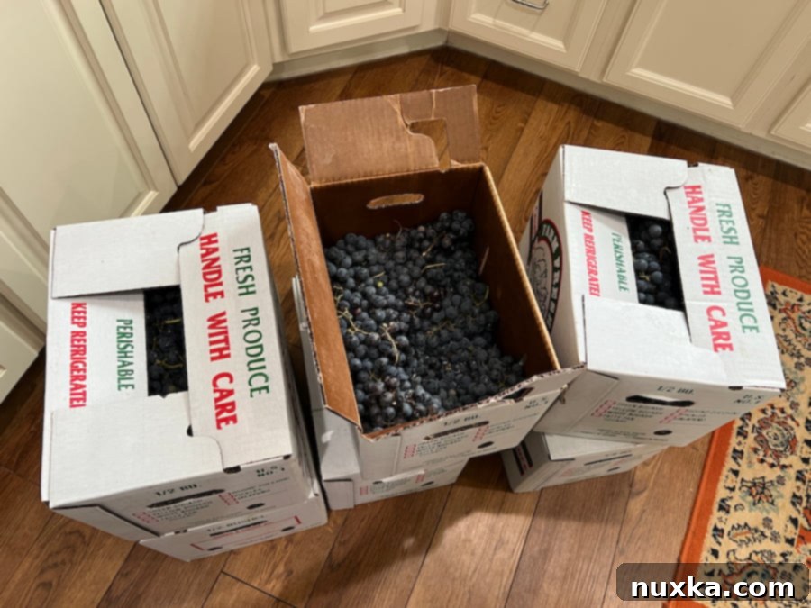 ingredients for grape juice: concord grapes in boxes