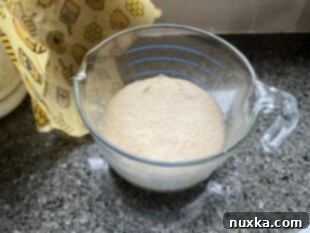 risen sourdough rolls dough made from freshly milled flour