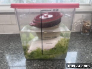 Weighing down napa cabbage under salt brine for initial fermentation