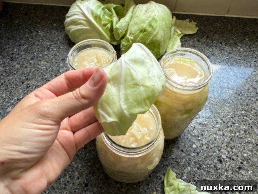 Using a folded cabbage leaf as a natural weight to keep the shredded cabbage submerged under the brine for optimal sauerkraut fermentation