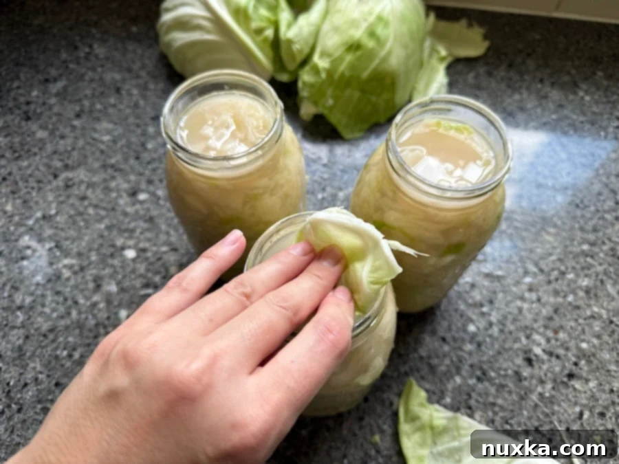 Cabbage leaf weighing down the sauerkraut, ensuring proper submersion under the liquid for successful fermentation