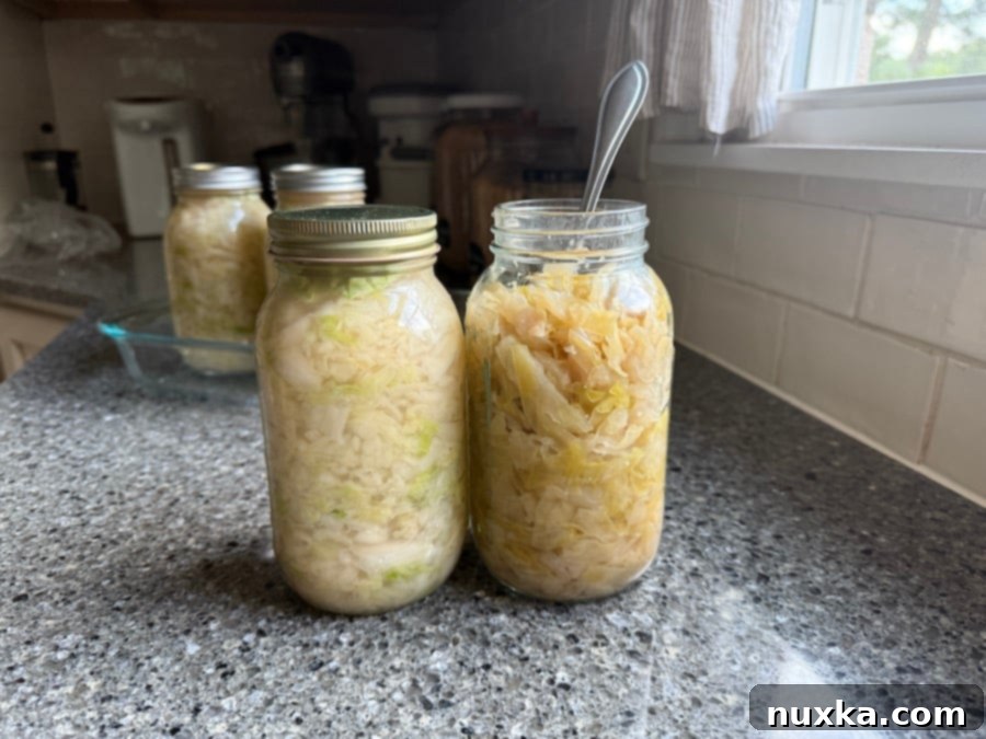 Freshly made sauerkraut on the left, compared to a jar of 7-month fermented sauerkraut on the right, showcasing color changes over time