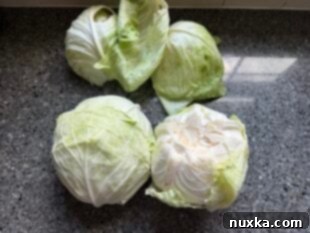 Prepared cabbage heads from the garden on a scale, ready to be weighed for homemade sauerkraut