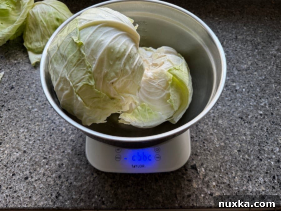 Weighing the prepared cabbage to accurately calculate the required salt for the sauerkraut recipe