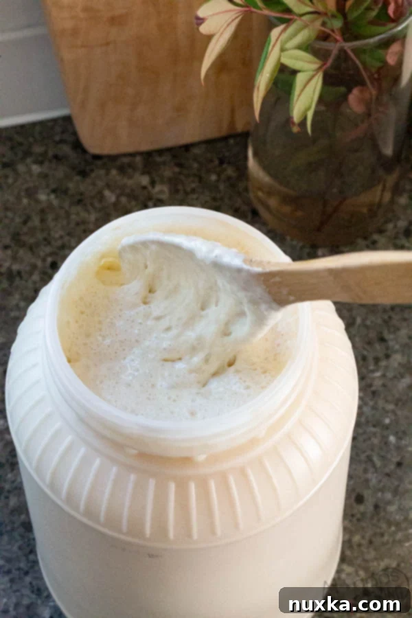 Effortless Everyday Sourdough 2 Sourdough starter ready to be used or shared, showing its bubbly and active state