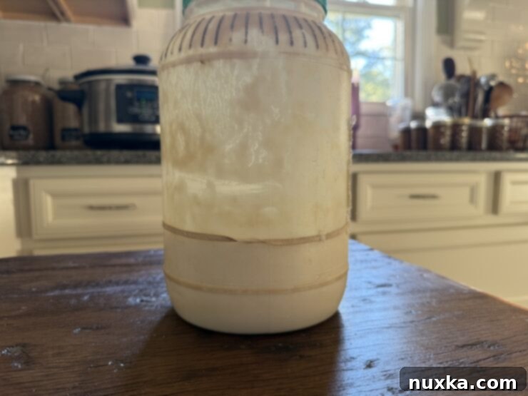 Effortless Everyday Sourdough 11 A rubber band marking the initial level of the fed sourdough starter to track its rise