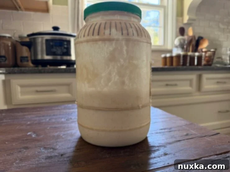 Effortless Everyday Sourdough 12 Active and bubbly sourdough starter after approximately four hours, showing significant rise