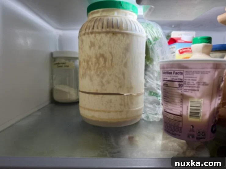 Effortless Everyday Sourdough 3 Sourdough starter in a large container after a week or two in the fridge, showing its dormant state