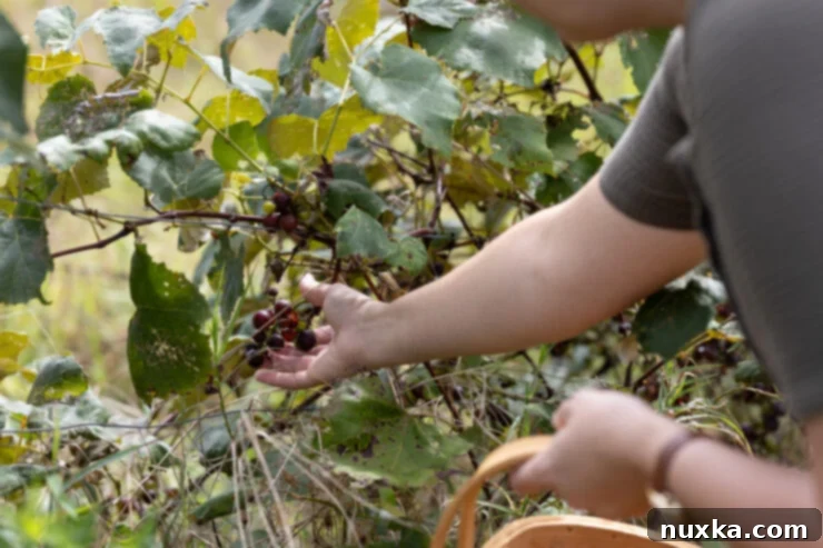 A vibrant display of fresh, seasonal fruits and vegetables, ready for cooking and preserving