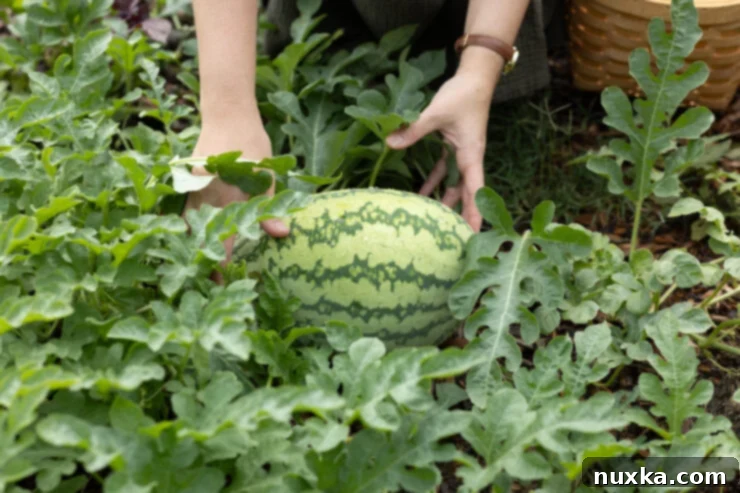 Alyona admiring a watermelon in her flourishing garden, embodying the spirit of home harvest