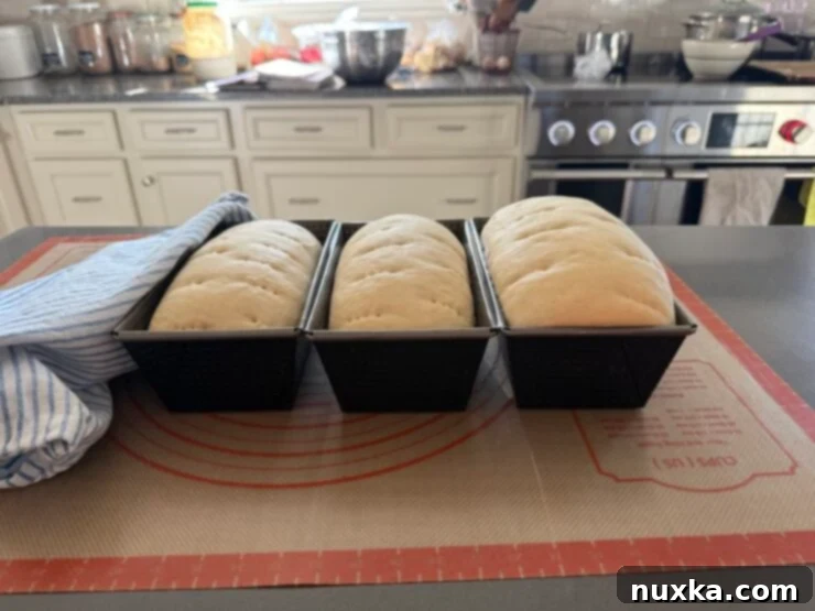 image of risen white dough in bread pans